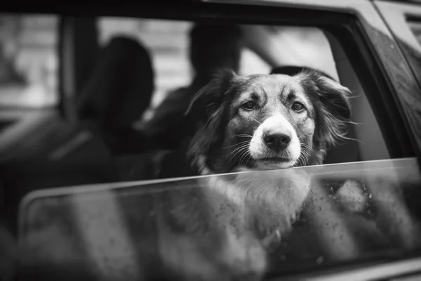 Animaux de compagnie avec personnalité — Photo