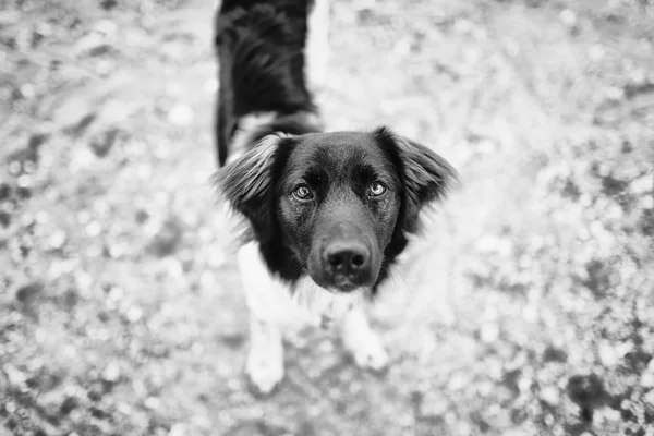 Animaux de compagnie avec personnalité — Photo