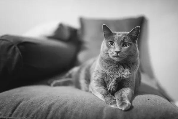 Pet com Personalidade — Fotografia de Stock