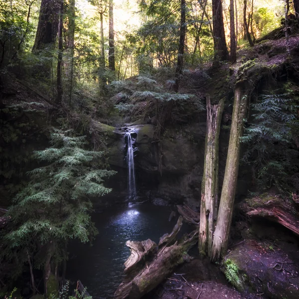 Malebný vodopád v lese — Stock fotografie