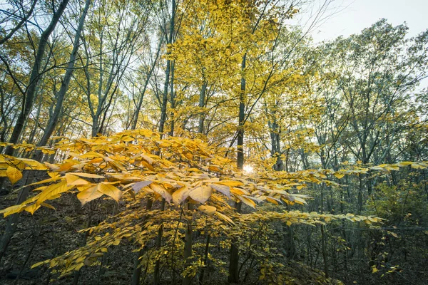 New England podzim — Stock fotografie