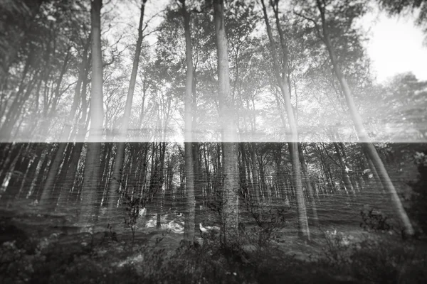 Το κρυφό δάσος — Φωτογραφία Αρχείου