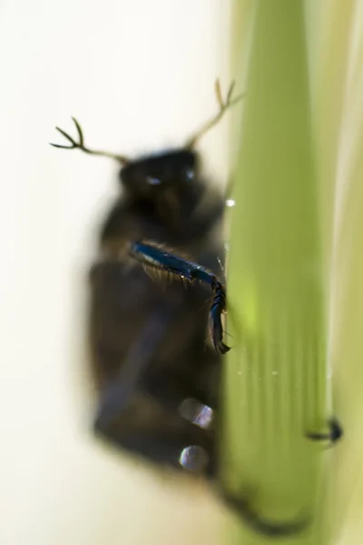 地球退屈な糞甲虫 — ストック写真