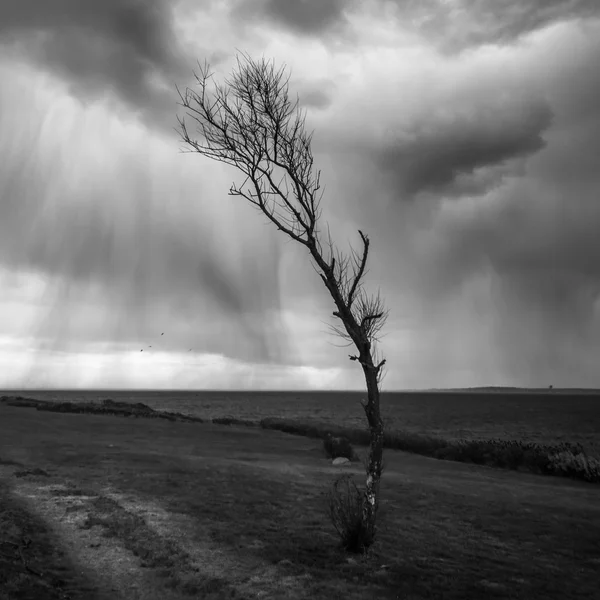 Árbol en tormenta de lluvia — Foto de Stock