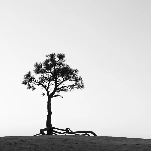 Kayanın üzerinde büyüyen ağacı — Stok fotoğraf