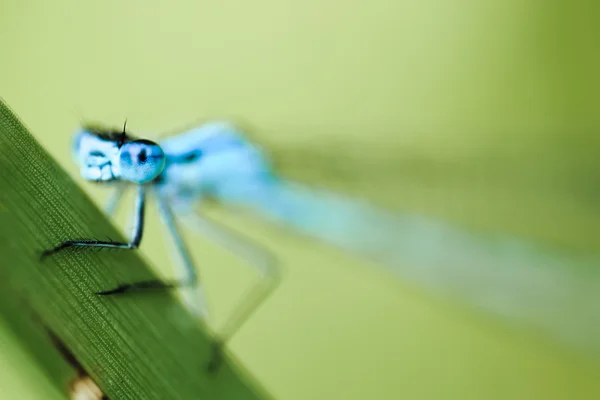 Eurasischer Blauregen, Libelle — Stockfoto