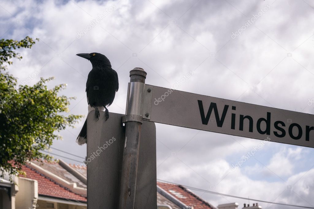 Bird on street sign