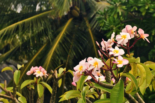 FUN ISLAND, MALDIVES: Blossom of the Exotic Tree and Palm Trees — Stock Photo, Image