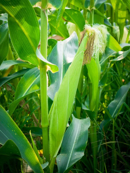 Grüne Maiskolben wachsen auf dem Feld. — Stockfoto