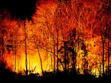 Geceleri yanan orman yangını.