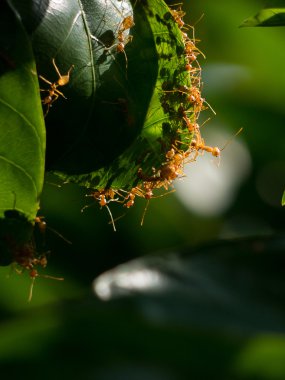 Kırmızı karınca ve yeşil yaprak. 