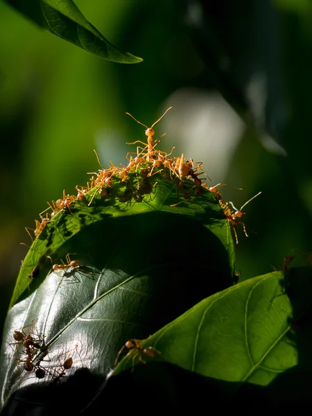 Red ant and  green leaf.