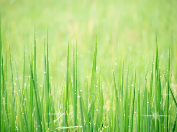 Weiche Hintergrundbild Wasser Tau auf Gras im Feld. — Stockfoto