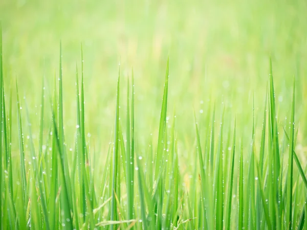 Weiche Hintergrundbild Wasser Tau auf Gras im Feld. — Stockfoto