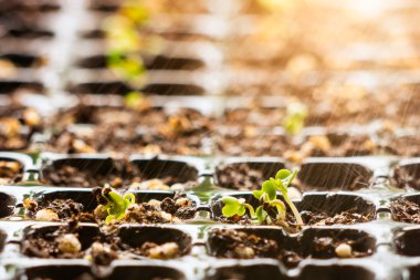 Genç bitki Çince kale fide tepsisi düşen yağmur gün.