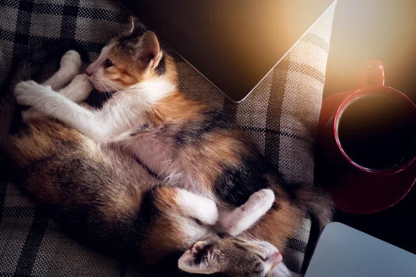 Suave imagen durmiendo gato bebé y café taza roja con el ordenador portátil y — Foto de Stock