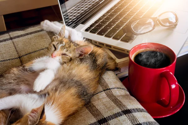 Μαλακό εικόνα στον ύπνο μωρό γάτες και κόκκινο φλιτζάνι καφέ με φορητό υπολογιστή ένα — Φωτογραφία Αρχείου