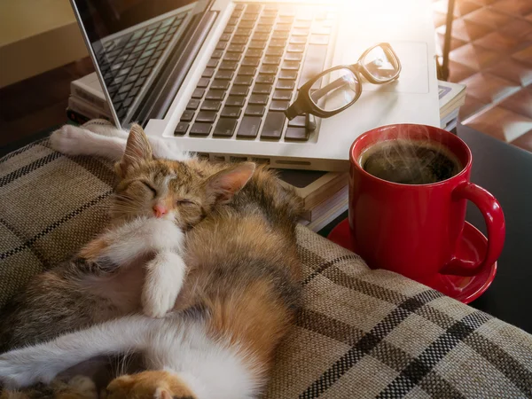 Weiches Bild schlafende Babykatzen und rote Tasse Kaffee mit Laptop und — Stockfoto