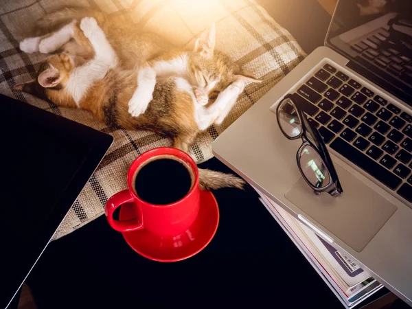 Yumuşak görüntü uyku bebek kediler ve kırmızı Kupası laptop ile kahve bir