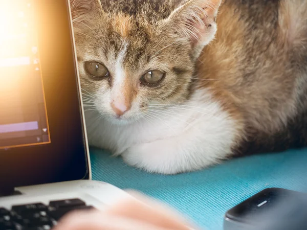 Μαλακό εικόνα μωρό γάτες με άνθρωπο που εργάζονται για το laptop και καφέ — Φωτογραφία Αρχείου