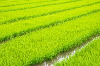 küçük pirinç Filiz tarım alanı yansıtmak ile ekili