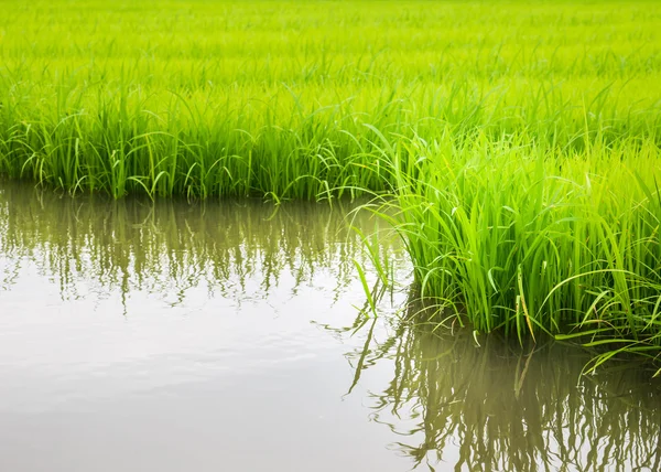 Agriculture of small rice sprout in cultivated area with reflect — Stock Photo, Image