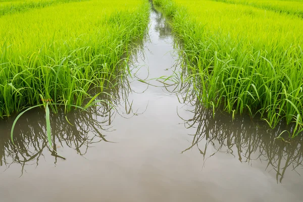 Agricultura de pequeños brotes de arroz en área cultivada con reflejo —  Fotos de Stock