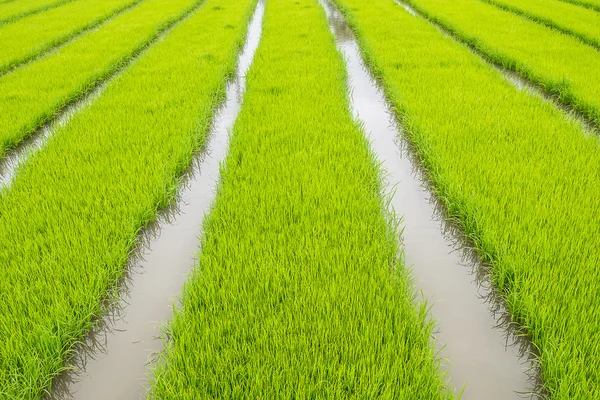 Landwirtschaft von kleinen Reispflanzen in Anbauflächen mit Reflexion — Stockfoto