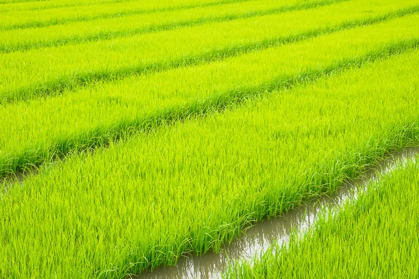 Landwirtschaft von kleinen Reispflanzen in Anbauflächen mit Reflexion — Stockfoto