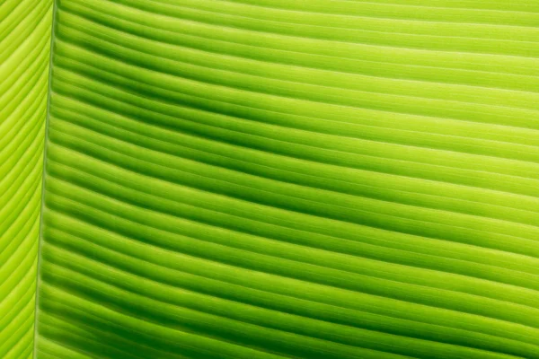 Teil des Bananenblattes Detail haben hohes Licht und Schatten für Backg — Stockfoto