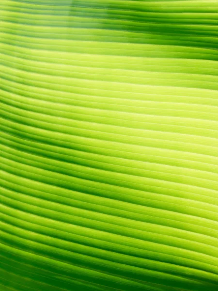Teil des Bananenblattes Detail haben hohes Licht und Schatten für Backg — Stockfoto