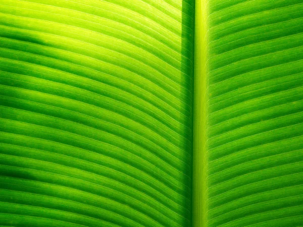 Del av banana leaf detalj har höga ljus och skugga för backg — Stockfoto