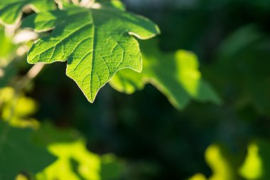 Tay patlıcan yaprak Textture.