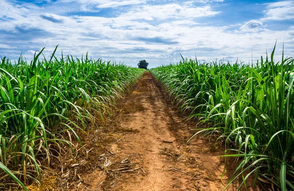 Road in Sugarcane farm. — Stock Photo, Image