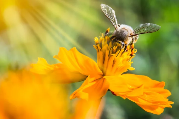 Miele di api che raccoglie polline e nettare dal fiore del cosmo . — Foto Stock