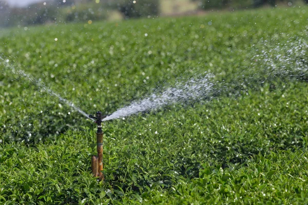 Jardim aspersor rega plantação de chá . — Fotografia de Stock