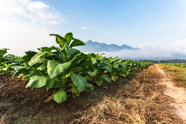 Granja de tabaco en la mañana cerca de la carretera . —  Fotos de Stock