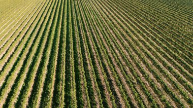 Simetrik Yeşil Üzüm bağları Sıralarının Hava Görünümü