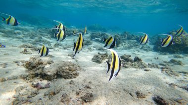 Tropikal mercan resifinin üzerindeki fundalık idol balığı sürüsü