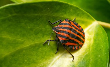 Yeşil Yaprak Yüzeyini Keşfeden Kırmızı ve Siyah Kalkan Böceği