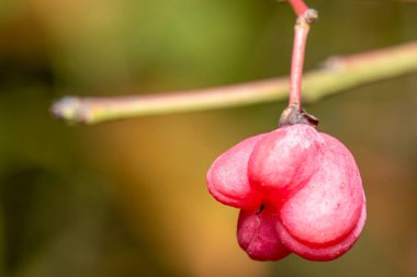 Vahşi Pembe Dikenli Meyve Güz Dalı 'nın Kapanışı
