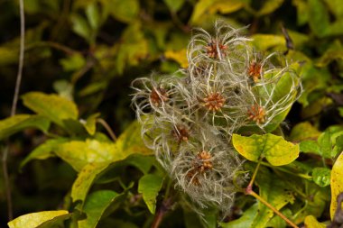 Sonbahar Yaprakları Arasında Vahşi Clematis Tohumkafalar