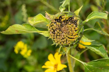 Doğal Bahçe Ayarlarında Kısmen Olgunlaşmış Ayçiçeği Başı