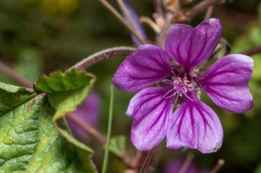Doğa Yapraklı Vahşi Mor Çiçek 'in Kapanışı