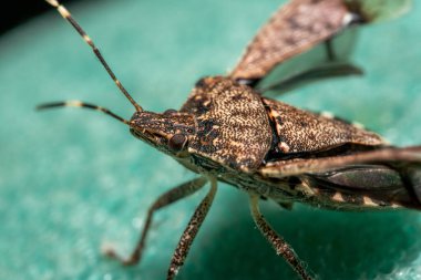 Kahverengi Marmorated Stink Bug 'ın Aşırı Yakın Çekimi