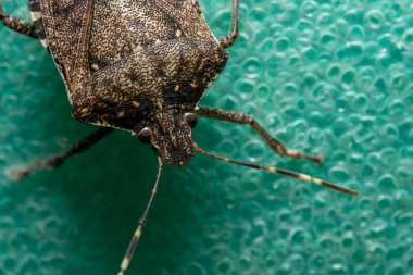 Kahverengi Marmorated Stink Bug 'ın Üst Görünüm Macro' su
