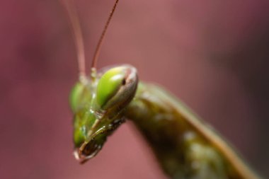 Peygamber devesi başkanının Makro Profil Görünümü