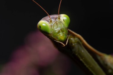 Peygamber Devesi Yüzü 'nün Makro Çekimi