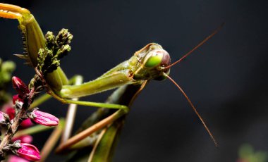 Peygamber Devesi Baş Kapanışı Karanlık Arkaplan ve Heather