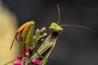 Çiçeklerdeki Peygamberdevesinin Yakın plan Makro Çekimi